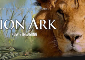 Award-winning rescue documentary, Lion Ark, is streaming for the first time